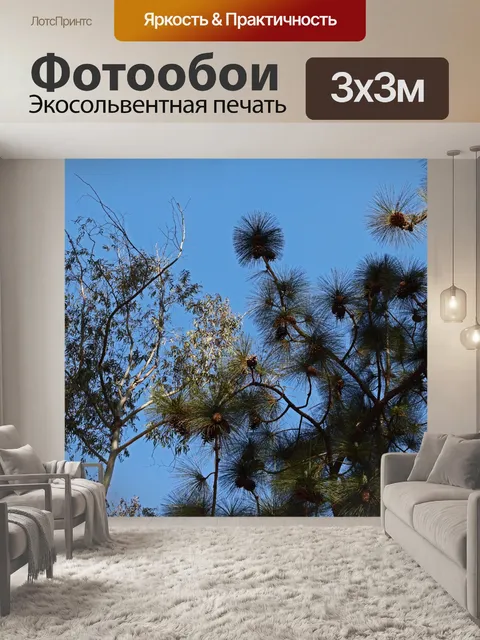 Фотообои солнечный свет на верхушках сосны и лазо