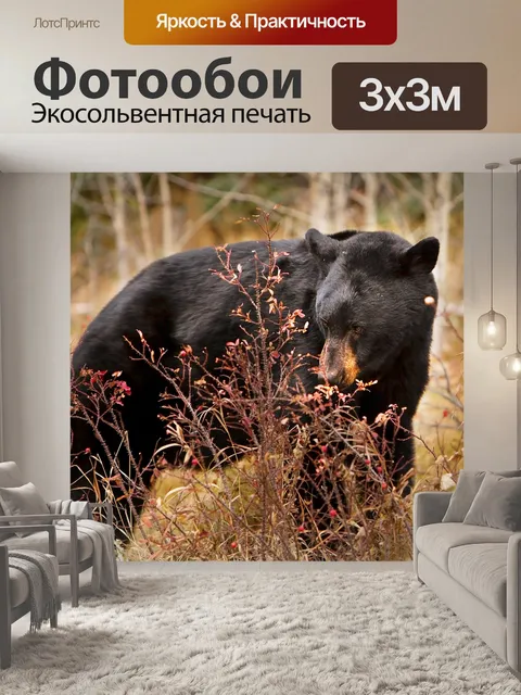 Фотообои Черный медведь
