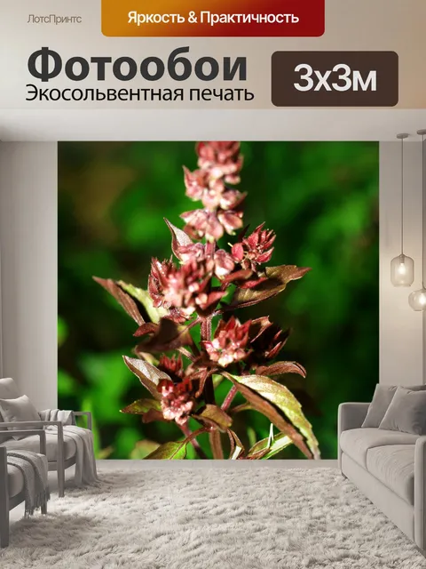 Фотообои Свежие листья базилика