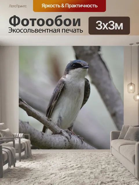 Фотообои Ласточка