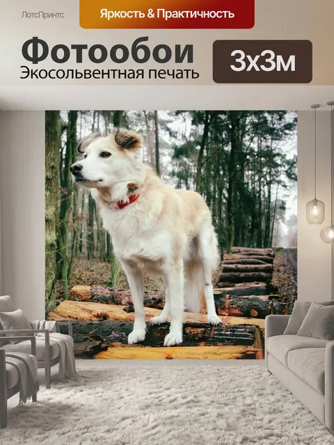 Фотообои Собака