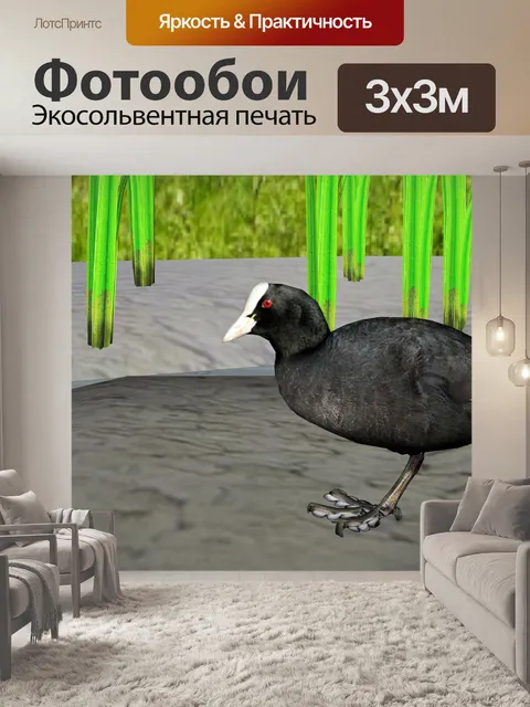 Фотообои лысуха