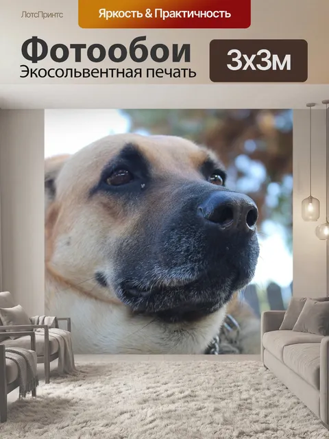 Фотообои Собака