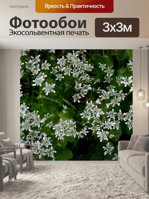 Фотообои Маленькие белые цветы фон