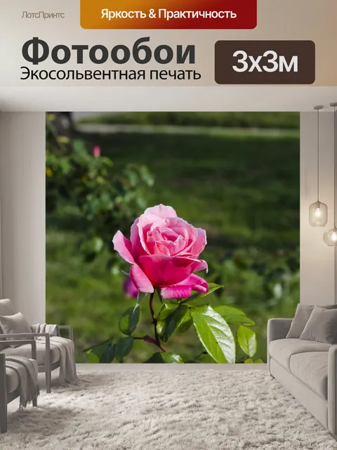 Фотообои Роза распускается