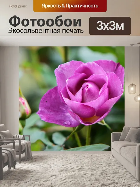Фотообои Цветок розы Фиолетовый