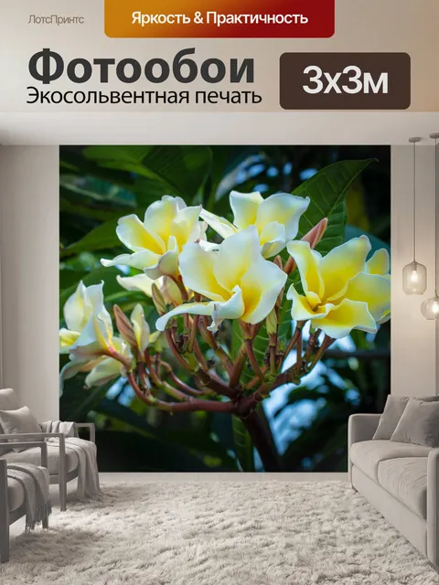 Фотообои Франжипани