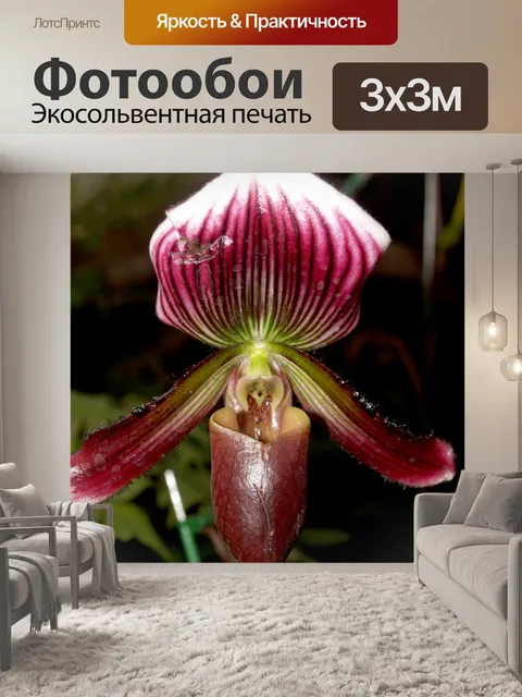 Фотообои Фото цветка орхидеи