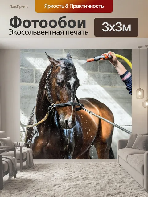 Фотообои Лошадь