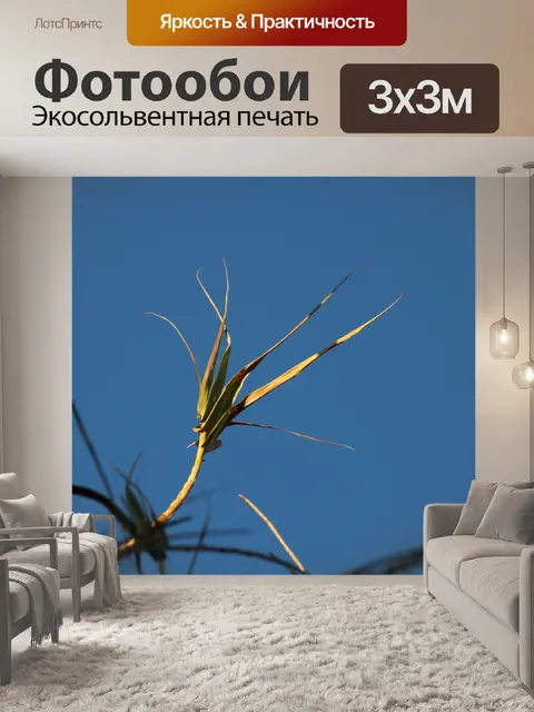 Фотообои камыши с коричневыми кончиками на листья