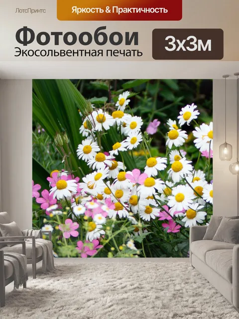 Фотообои Дейзи Цветы