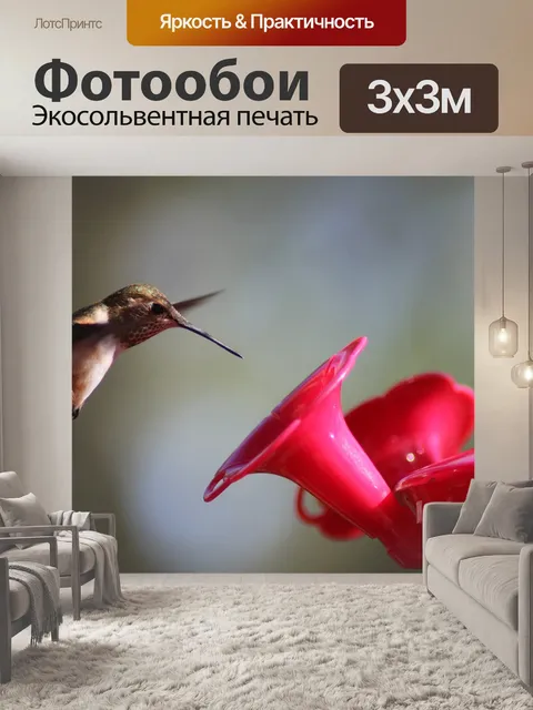 Фотообои Колибри