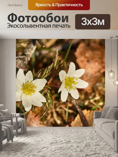 Фотообои Анемоны