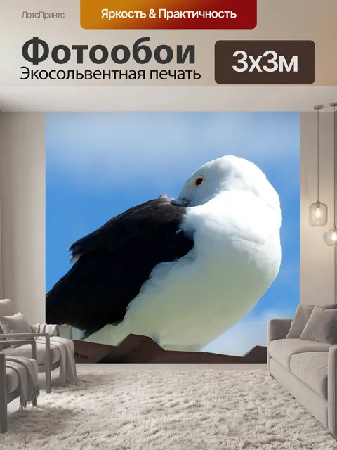 Фотообои Птица