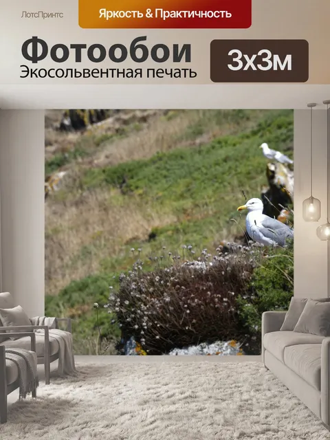 Фотообои Чайка
