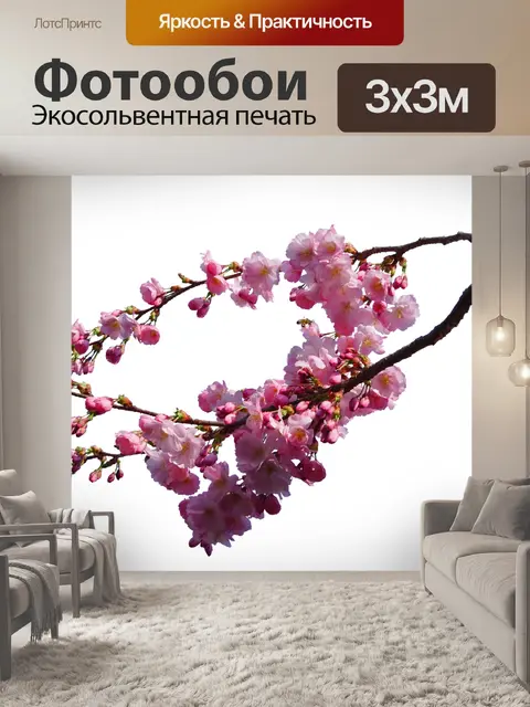 Фотообои Черри Блоссом филиал изолированных png