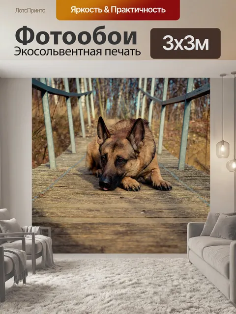 Фотообои Собака