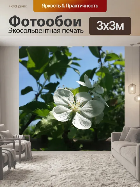 Фотообои Фрукты