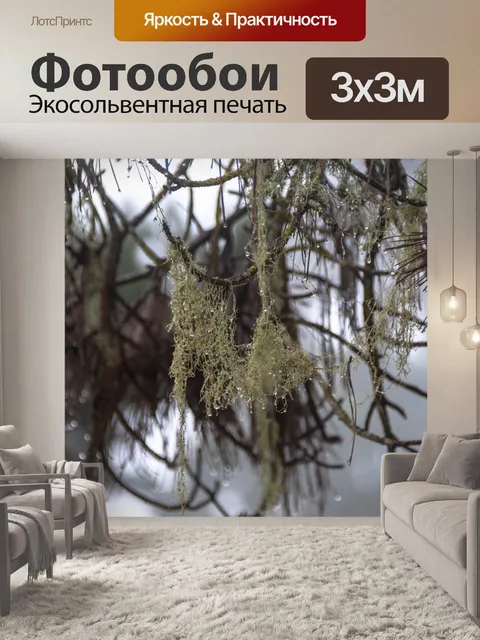 Фотообои Роса поцеловала мох