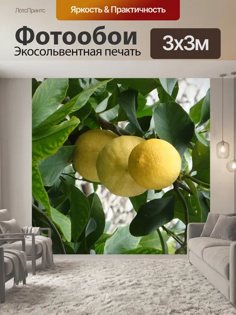 Фотообои Лимоны