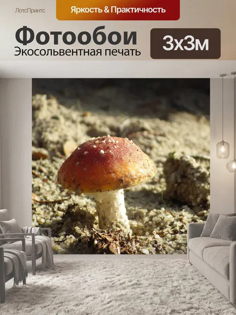 Фотообои Грибы