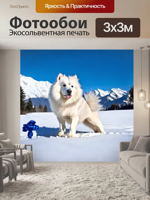 Фотообои самоед энергично играет с синей зимней игрушкой на фоне гор, покрытых снегом