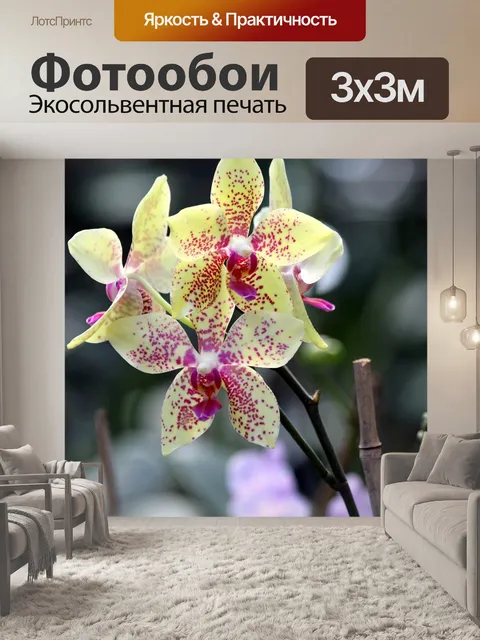 Фотообои Орхидея
