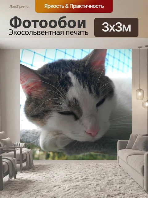Фотообои Кошка