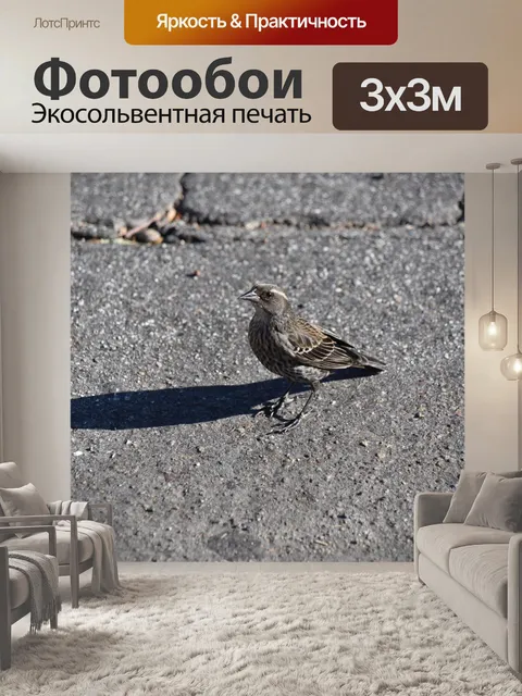 Фотообои Песня Воробья на асфальте