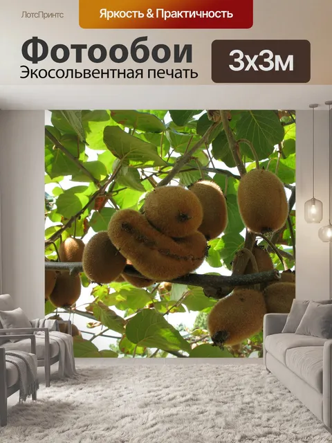 Фотообои Киви