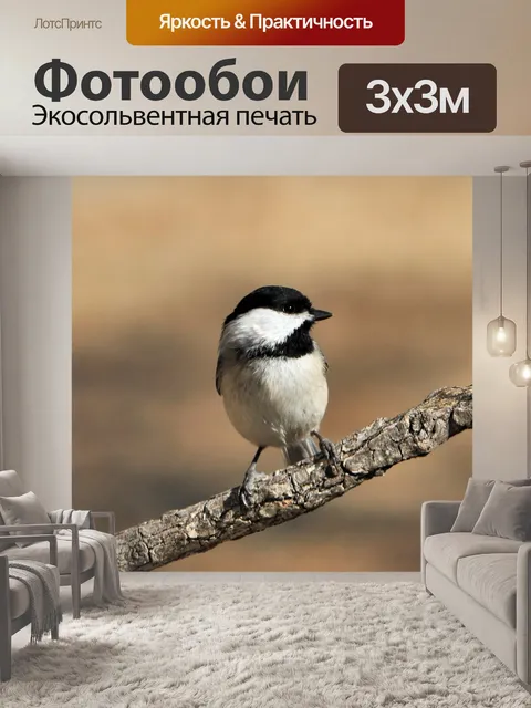 Фотообои Черный плащ Chickadee на ветке 2