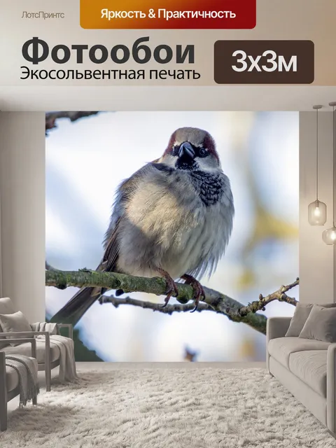 Фотообои Деревенский воробей Прохожий montanus