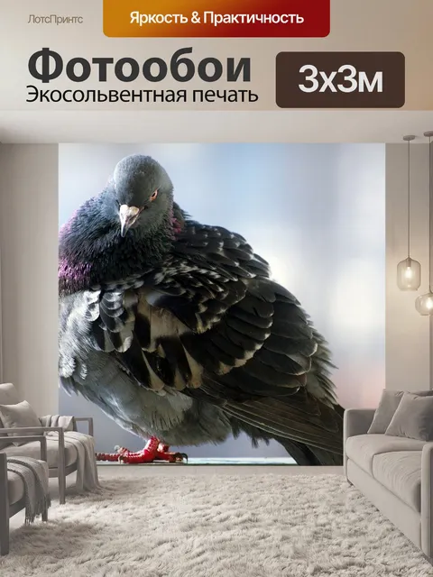Фотообои Голубь