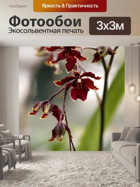 Фотообои Орхидеи