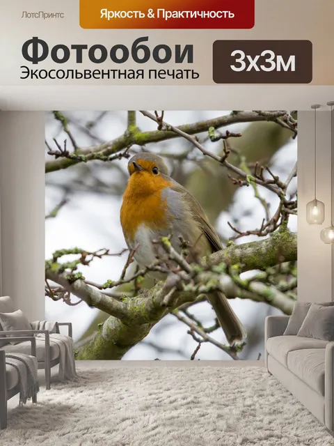 Фотообои Робин Эритакус рубекула