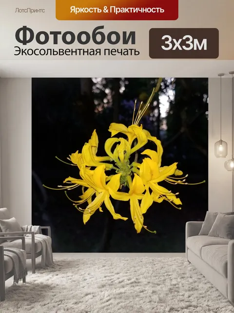 Фотообои Хризантемы