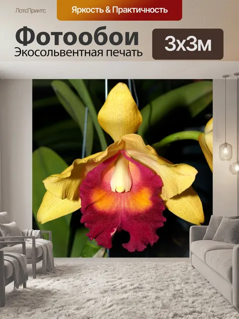 Фотообои Фото цветка орхидеи