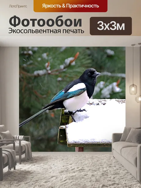 Фотообои Сорока