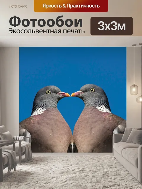 Фотообои Голубь