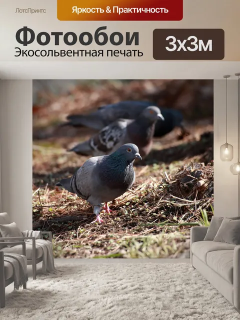 Фотообои Голубь
