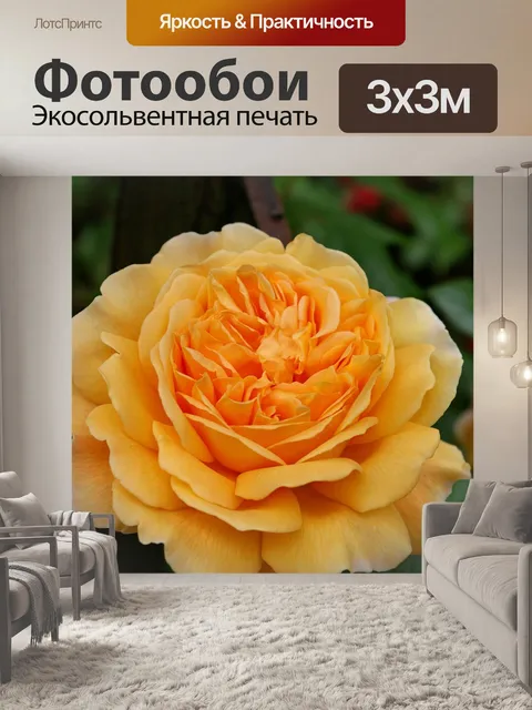 Фотообои Роза
