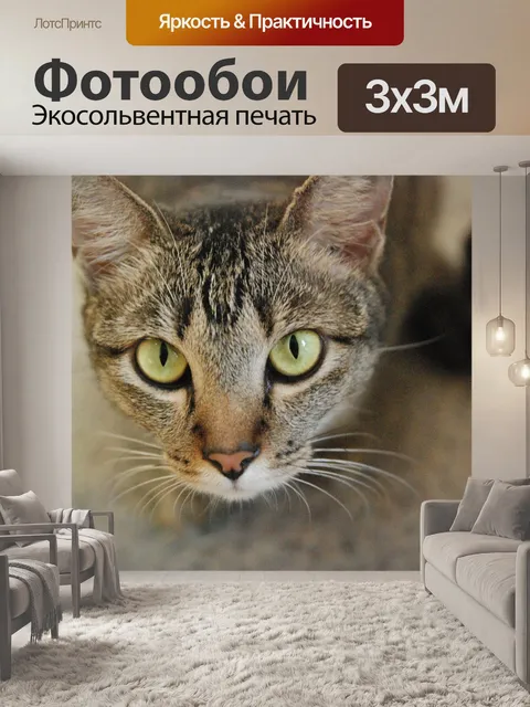 Фотообои Кошка
