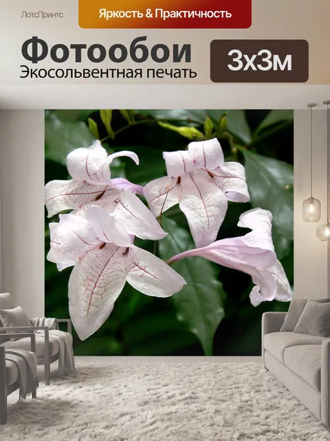 Фотообои Бледно-фиолетовые цветы