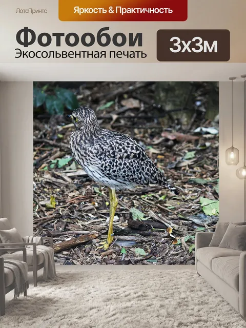 Фотообои вид пятнистой толстой коленной птицы