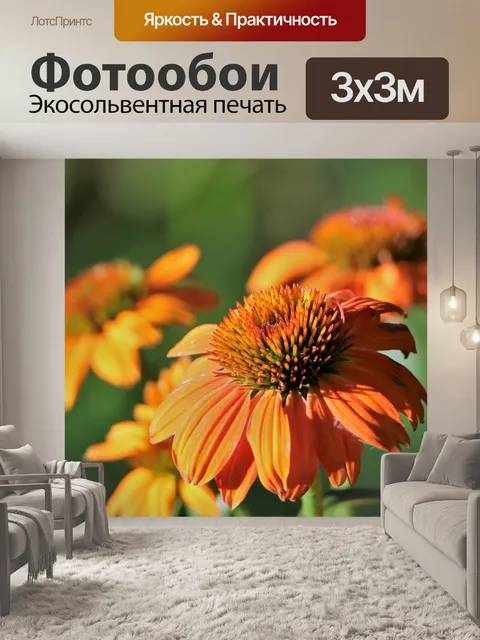 Фотообои Цветы конуса в утреннем свете