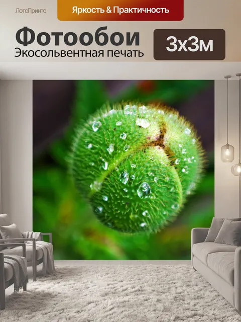 Фотообои Bud общей мак