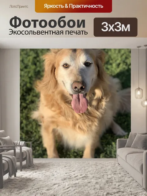 Фотообои Собака