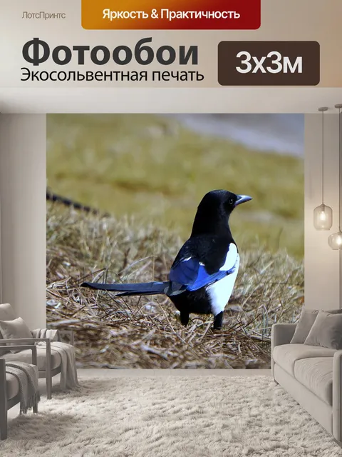 Фотообои Сорока