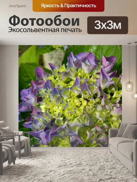 Фотообои Цветок гортензии