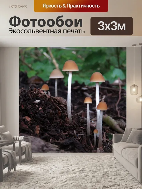 Фотообои Грибы